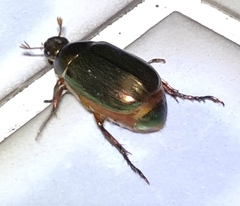 Anomala russiventris