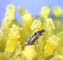 Thysanoptera