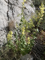 Antirrhinum latifolium