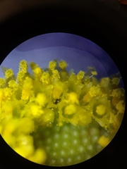 Thysanoptera
