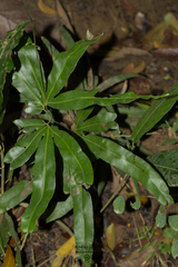 Lygodium circinnatum