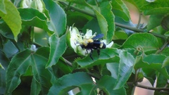Bombus steindachneri