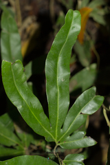 Lygodium circinnatum