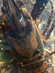 Procambarus spiculifer