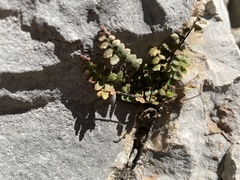 Asplenium petrarchae