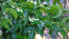 Bombus steindachneri