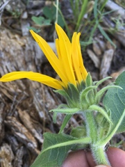 Wyethia arizonica