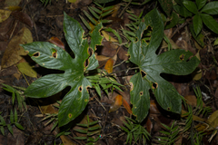 Tacca palmata