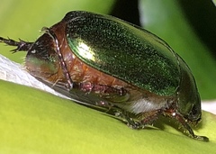Anomala russiventris