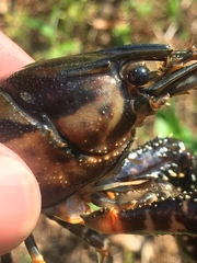 Procambarus spiculifer