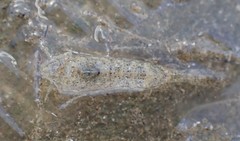 Philocheras australis