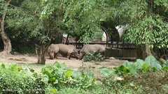 Rhinocerotidae