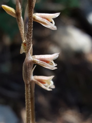 Schiedeella arizonica