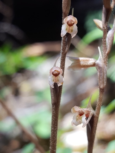 parasitic lady's tresses (Schiedeella arizonica)