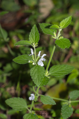 Leucas decemdentata