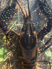 Procambarus spiculifer