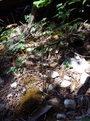 Schiedeella arizonica