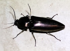 Campsosternus auratus