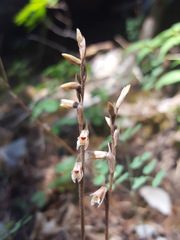 Schiedeella arizonica