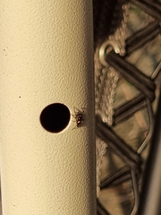 Salticidae
