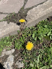 Taraxacum officinale