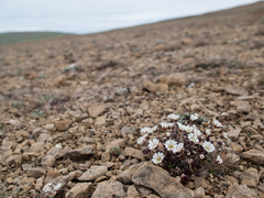 Cerastium nigrescens