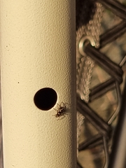 Salticidae