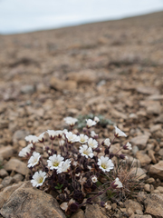 Cerastium nigrescens
