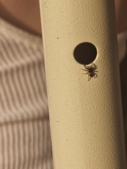 Salticidae