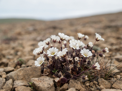 Cerastium nigrescens