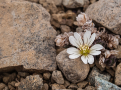 Cerastium nigrescens
