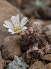 Cerastium nigrescens
