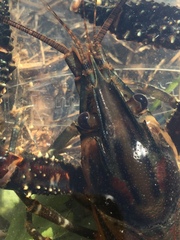 Procambarus spiculifer