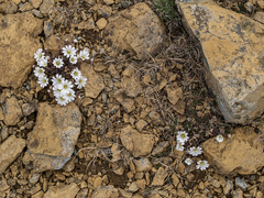 Cerastium nigrescens