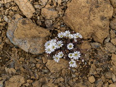 Cerastium nigrescens