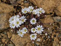 Cerastium nigrescens