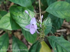 Pseuderanthemum graciliflorum