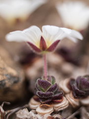 Cerastium nigrescens