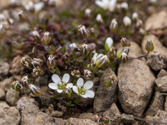 Arenaria norvegica