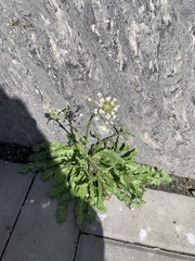 Capsella bursa-pastoris