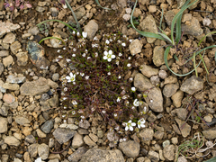 Arenaria norvegica