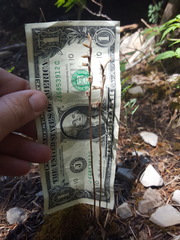 Schiedeella arizonica