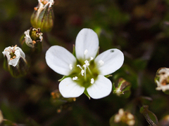 Arenaria norvegica