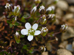 Arenaria norvegica