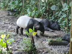 Tapirus indicus