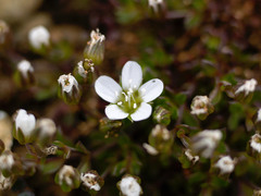 Arenaria norvegica