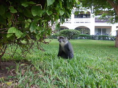 Cercopithecus mitis albogularis