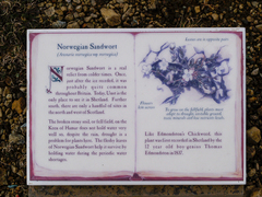 Arenaria norvegica