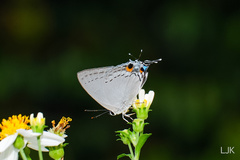 Tajuria cippus maxentius