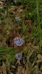 Gilia achilleifolia
